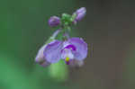 Showy milkwort